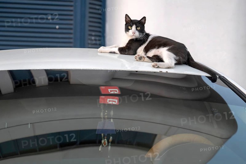 Domestic cat (Felis catus) lying on a car roof, Abu Dhabi, United Arab Emirates