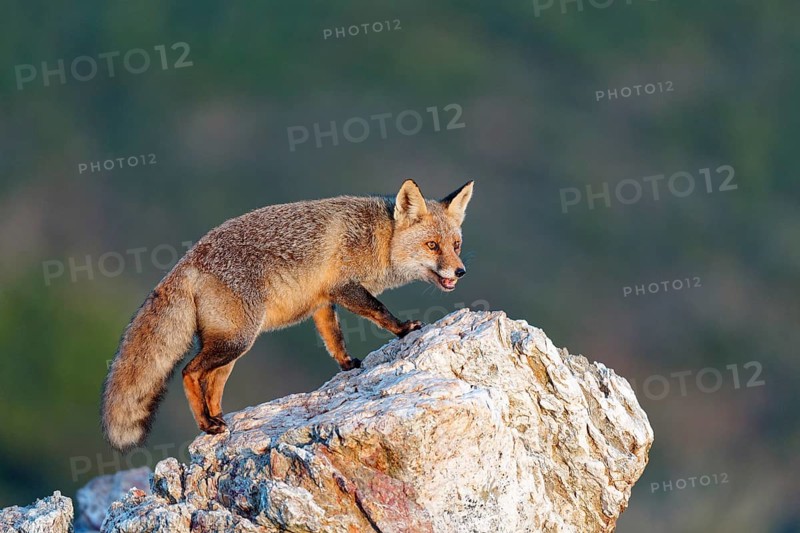 Red fox (Vulpes vulpes) in early morning light on a rock, Sierra de San Pedro, Extremadura, Spain