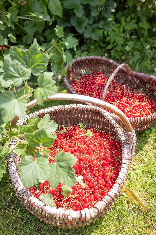 Two baskets of redcurrants or currants, Ribes Rubum, Upper Bavaria, Bavaria, Germany