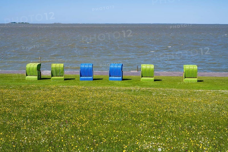 Beach chairs on a blooming meadow on the North Sea coast, Grünstrand, Pellworm Island, North Sea, North Frisia, Schleswig-Holstein, Germany