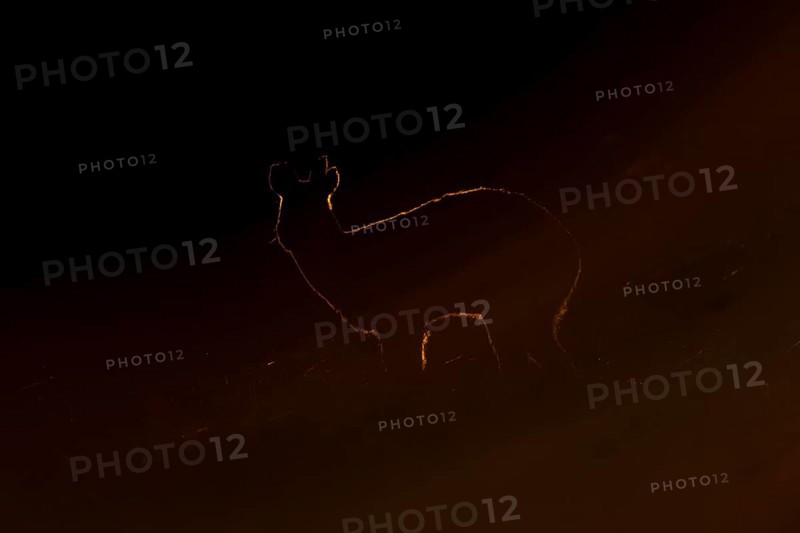 Chinese water deer (Hydropotes inermis) adult animal rim lit with backlighting at sunset standing in a field, England, United Kingdom