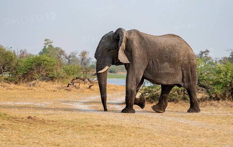 African elephant (Loxodonta africana), adult, Okavango Delta, Moremi Game Reserve, Botswana