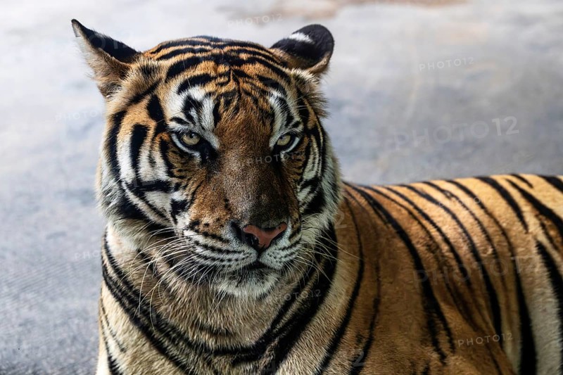 Tiger (Panthera tigris) Pattaya Thailand
