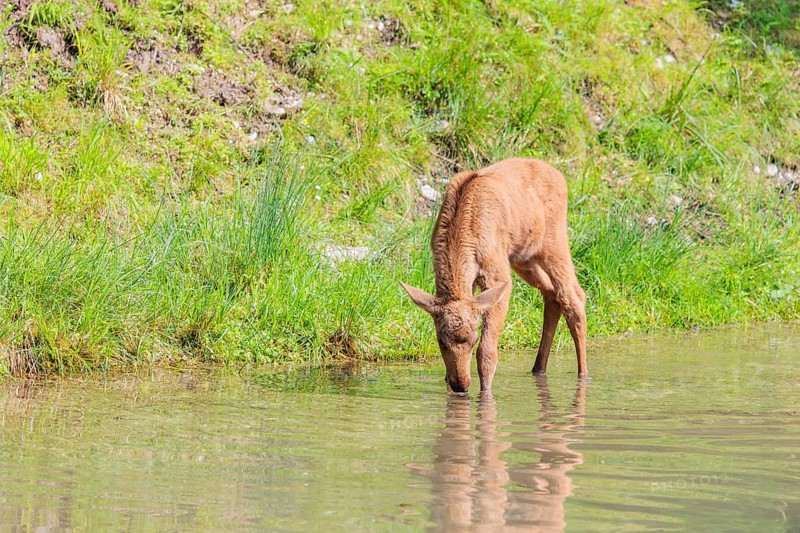 A Moose calf (Alces alces) stands in a shallow stream drinking