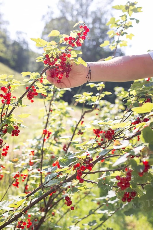 Girl picking redcurrants or currants, Ribes Rubum, Upper Bavaria, Bavaria, Germany