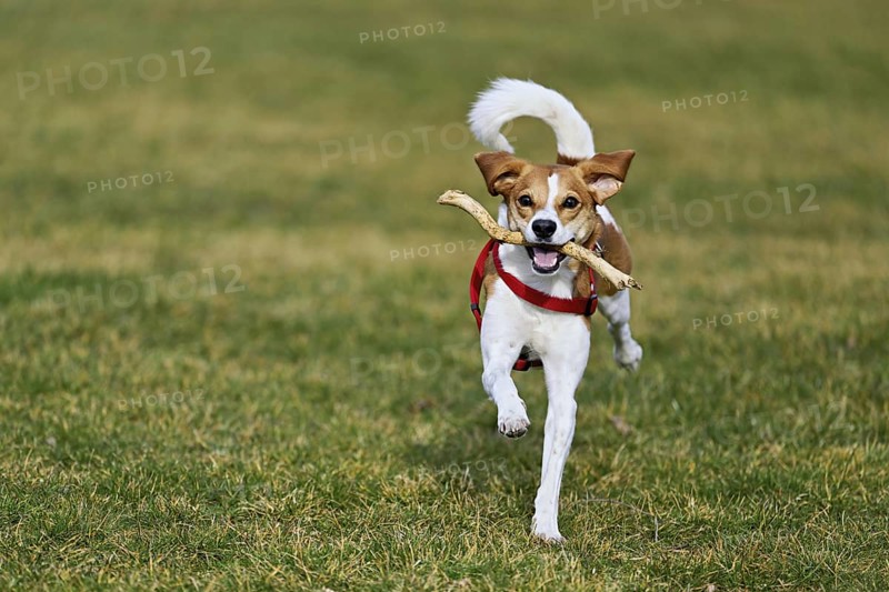 Beagle with branch in mouth jumps across meadow, Switzerland