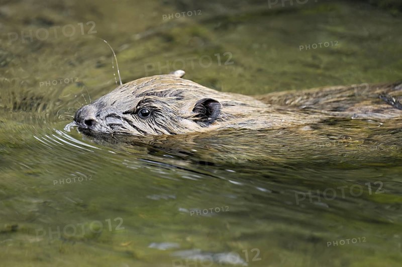 Eurasian beaver, European beaver (Castor fibre), swimming in a stream, Canton Zug, Switzerland