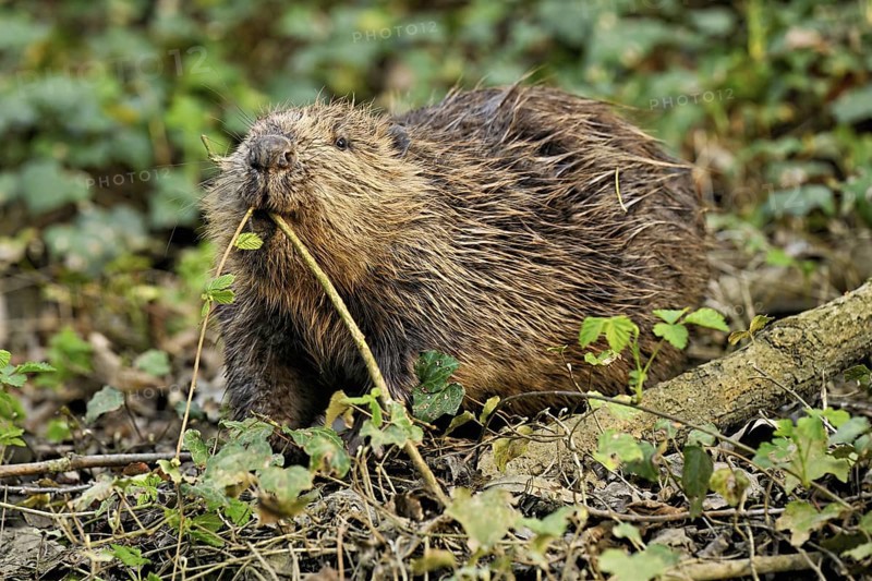 Eurasian beaver, European beaver (Castor fibre), eating leaves on the bank of a stream, Canton Zug, Switzerland