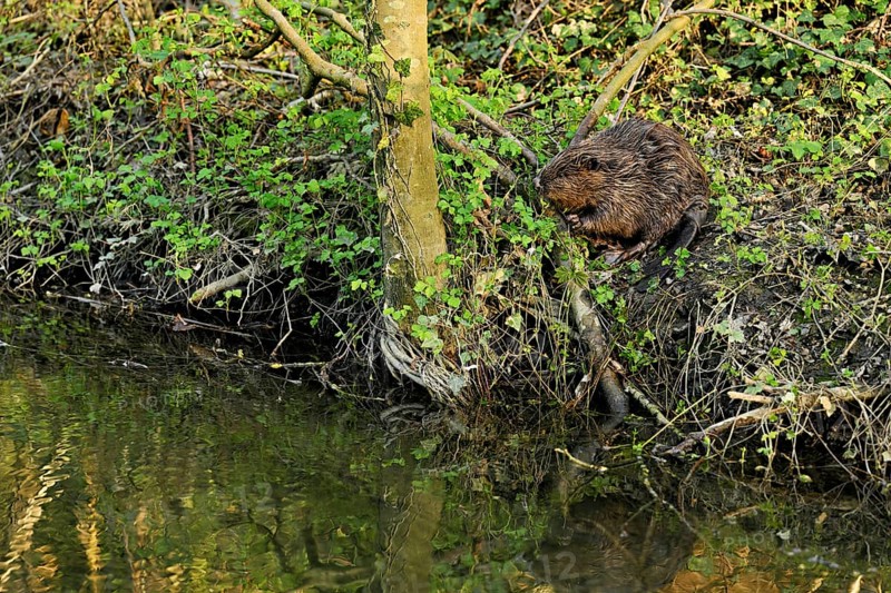 Eurasian beaver, European beaver (Castor fibre), feeding on the shore, Canton Zug, Switzerland