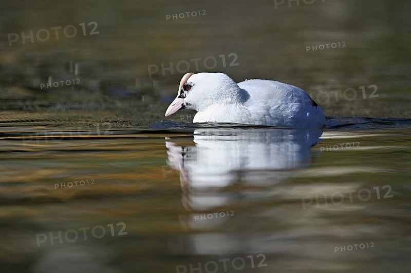 Eurasian Coot (Fulica atra), leucistic, partly albino, swimming, Lake Zug, Switzerland