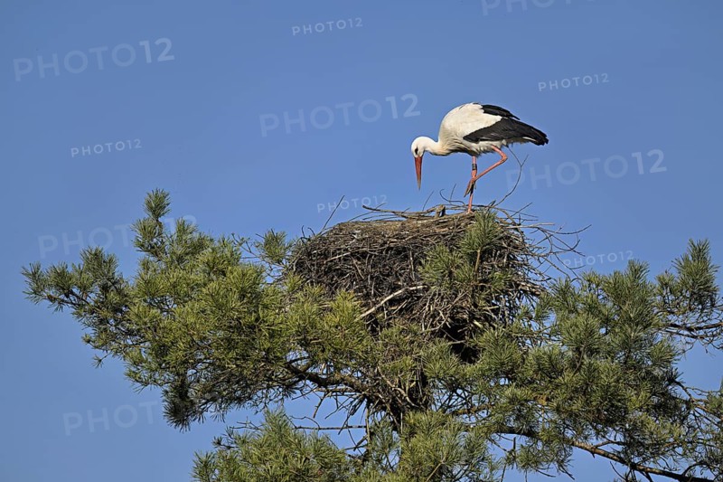 White stork (Ciconia ciconia), standing on eyrie, Switzerland