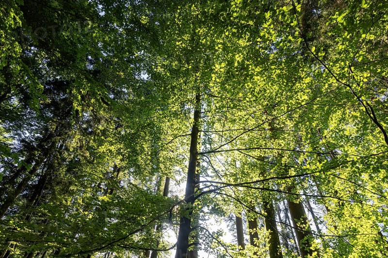 Hornbeam, Carpinus betulus, beech forest with green leaves in the sun, Upper Austria, Austria