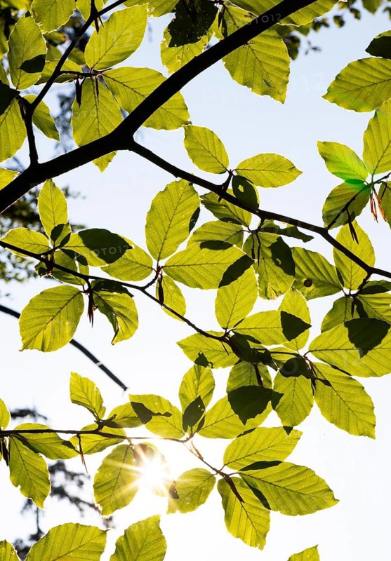 Hornbeam, Carpinus betulus, beech forest with green leaves in the sun, Upper Austria, Austria
