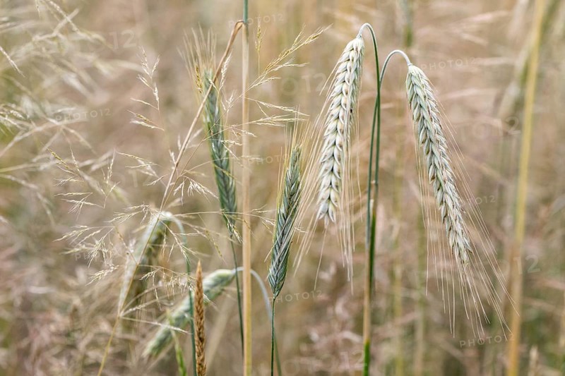 Triticale ears (triticale), Emsland, Lower Saxony, Germany