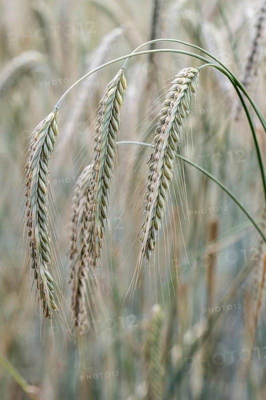 Triticale ears (triticale), Emsland, Lower Saxony, Germany