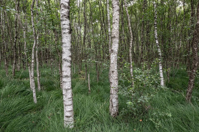 Birch quarry forest (Betula pendula), Emsland, Lower Saxony, Germany