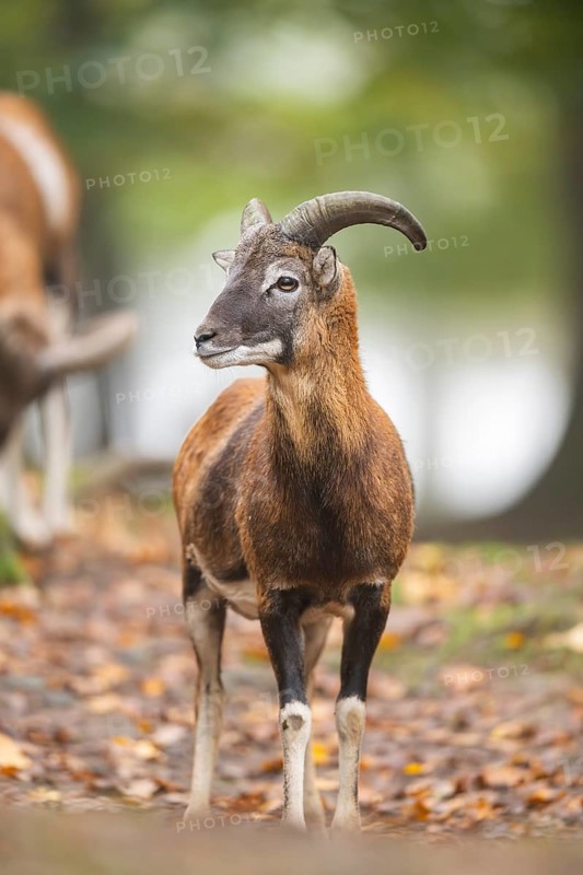 European mouflon (Ovis aries musimon) ram (male) standing in a forest in autumn, Bavaria, Germany