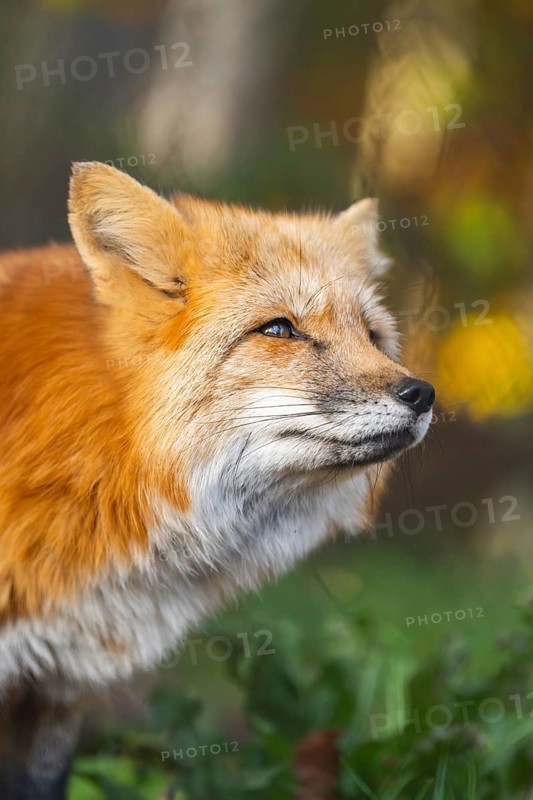 Red fox (Vulpes vulpes) standing in a forest in autumn, portrait, Bavaria, Germany