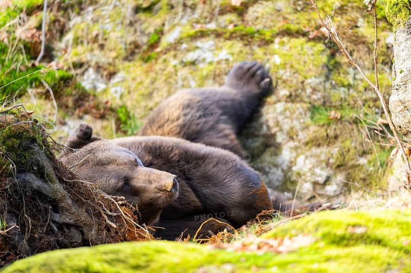 Eurasian Brown Bear (Ursus arctos arctos) lying in a forest, Bavaria, Germany