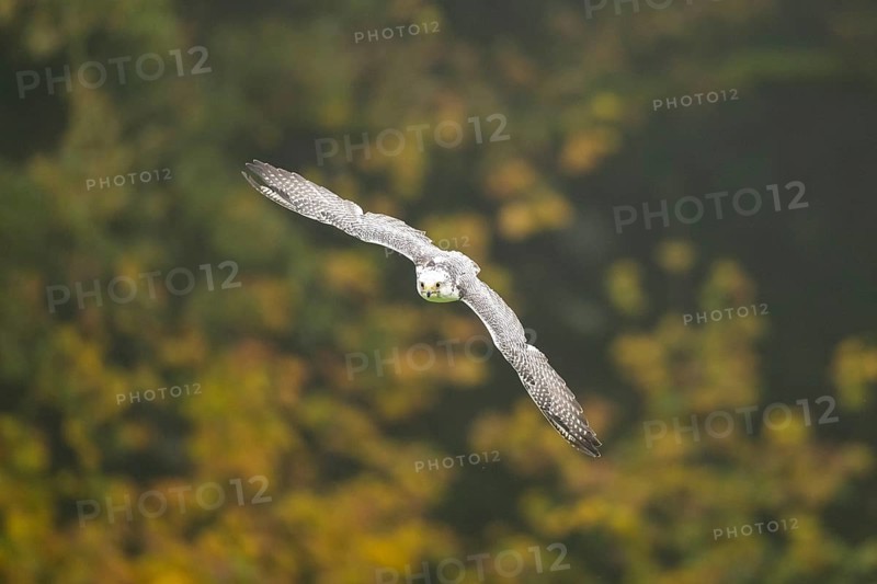 Saker falcon (Falco cherrug) flying, autumn, Bavaria, Germany
