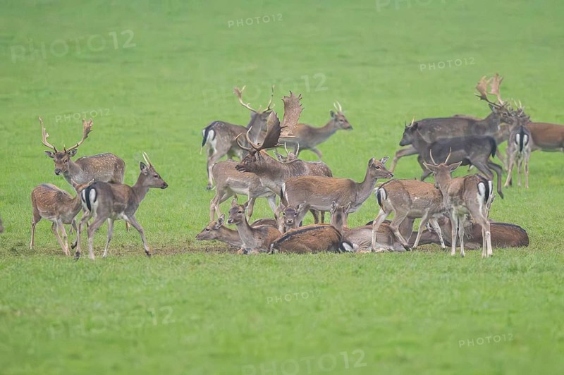 European fallow deer (dama dama) buck with his pack during the rutting season on a meadow in autumn, Bavaria, Germany