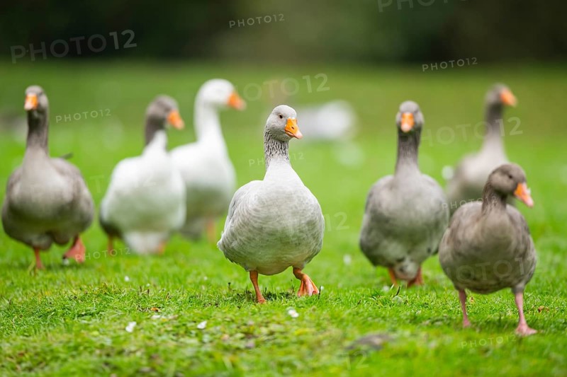 Greylag goose (Anser anser) walking on a meadow, Bavaria, Germany