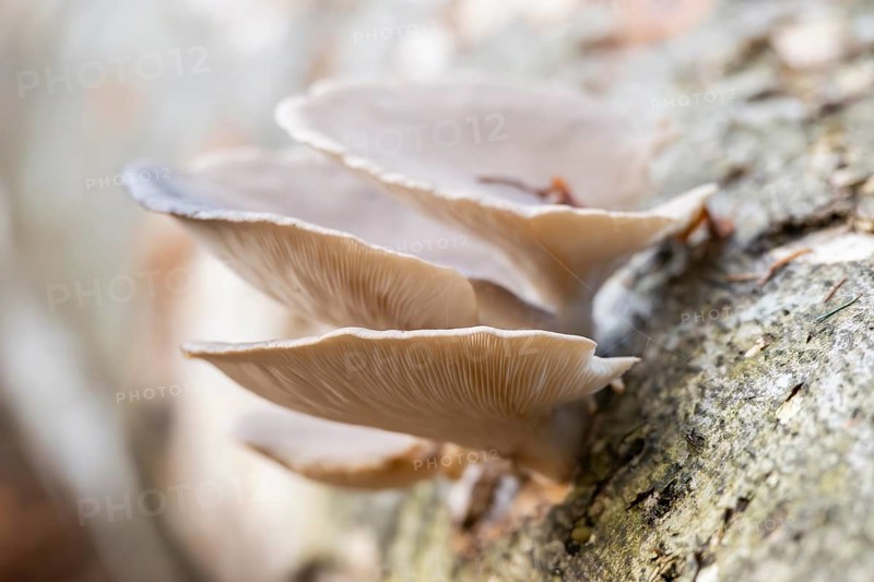 Oyster mushroom (Pleurotus ostreatus) growing an a European beech (Fagus sylvatica) tree trunk in a forest in autumn, Bavaria, Germany