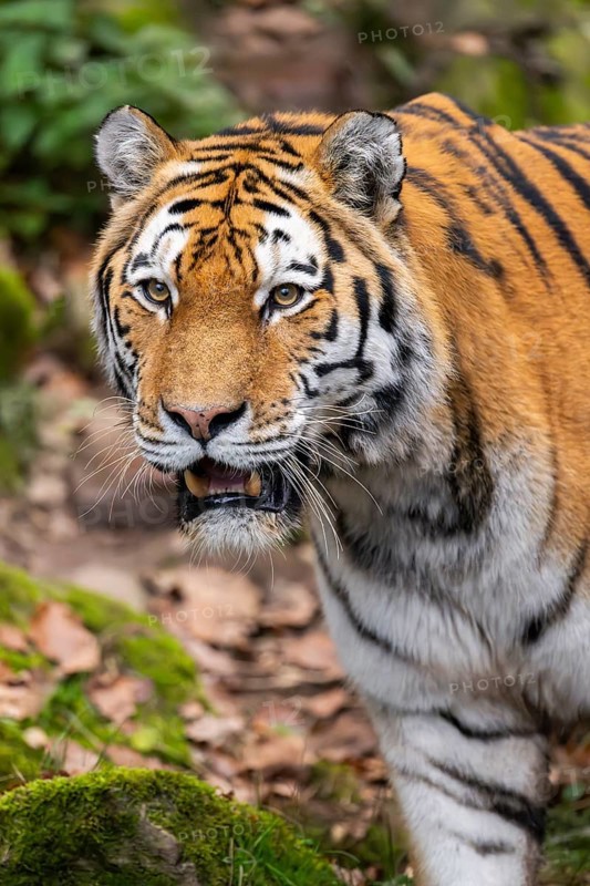 Siberian tiger or Amur tiger (Panthera tigris altaica) walking on the ground in autumn, captive, Germany