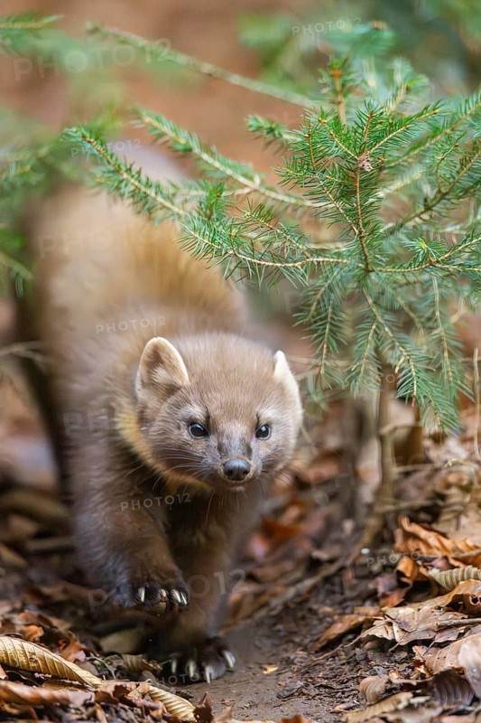 European pine marten (Martes martes) in a forest in autumn, Bavaria, Germany