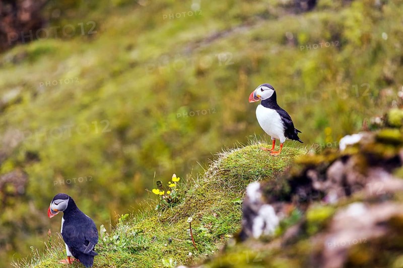 Two puffins (Fratercula arctica) on a grassy bird cliff, Cape Dyrhólaey in summer, Dyrholaey, Vík í Mýrdal, Vik i Myrdal, Suðurland, Sudurland, Iceland