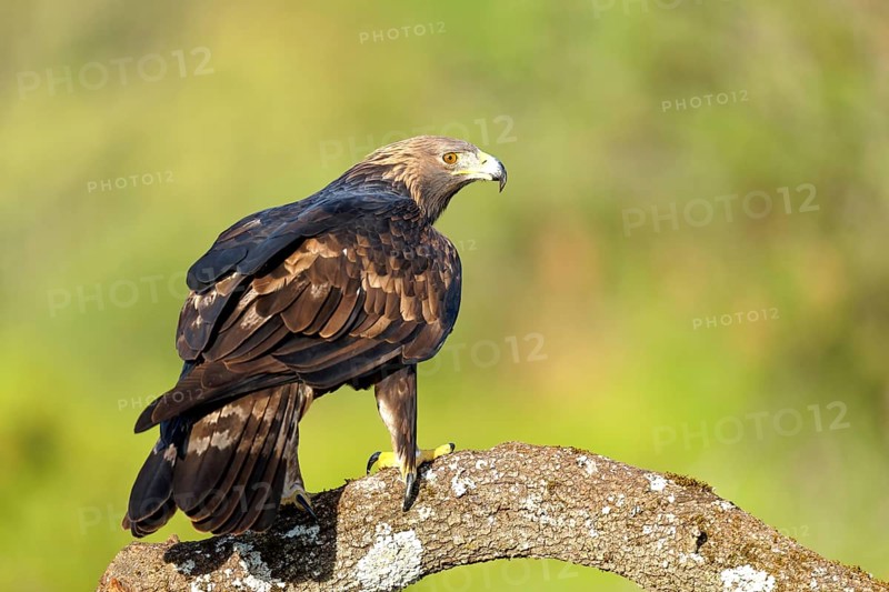 Golden eagle (Aquila chrysaetos) on a thick branch, Andalusia, Spain