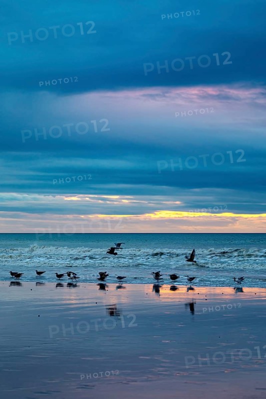Seagulls flying over the beach at sunset, the sea reflects the colours of the sky, sunset with seagulls on the Channel coast in Normandy, France