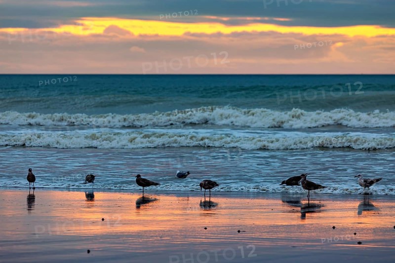 Seagulls standing on the beach at sunset, the sea reflects the orange-coloured light, sunset with seagulls on the Channel coast in Normandy, France