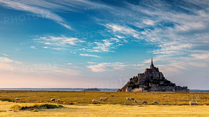 Mont Saint-Michel surrounded by sheep on a vast pasture field under a blue sky, Mont Saint Michel in Normandy, France