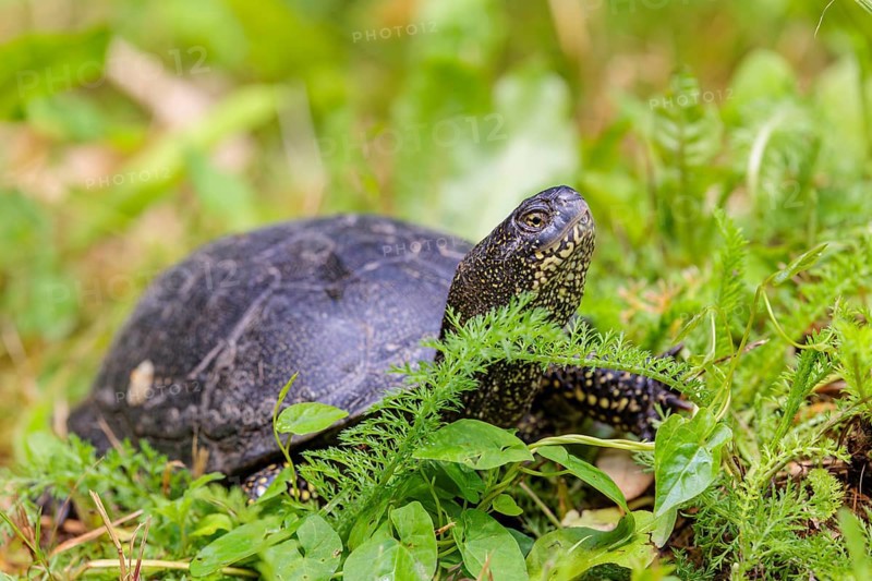 A European pond turtle (Emys orbicularis), makes its way through the green meadow next to the pond
