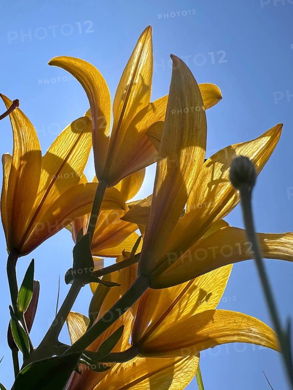 Yellow lily (Lilium cultorum) in front of a blue sky, photographed from a frog's perspective