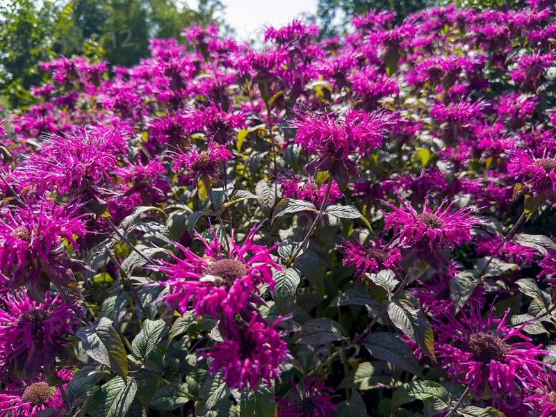 Golden balm, Indian nettle, scarlet monard (Monarda didyma)