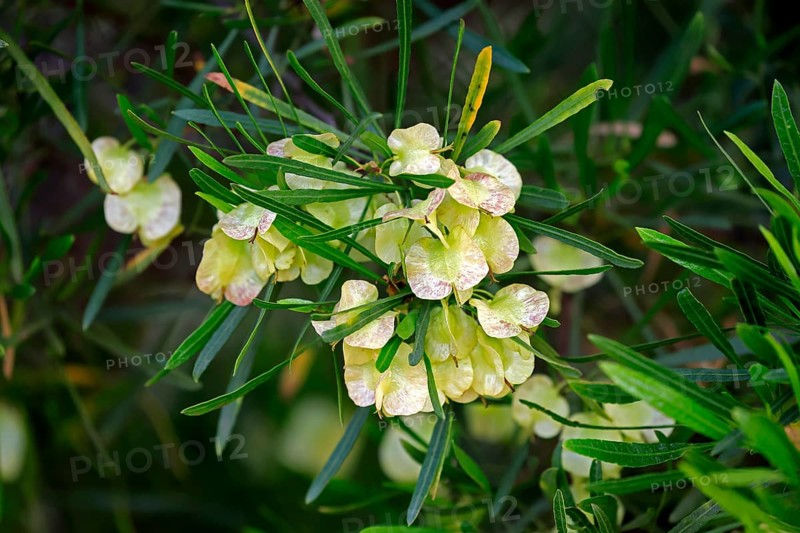 Dodonaea thunbergiana, tree, flowering, flowers, plant, Karoo Desert Botanic Garden, Worcester, Western Cape, South Africa