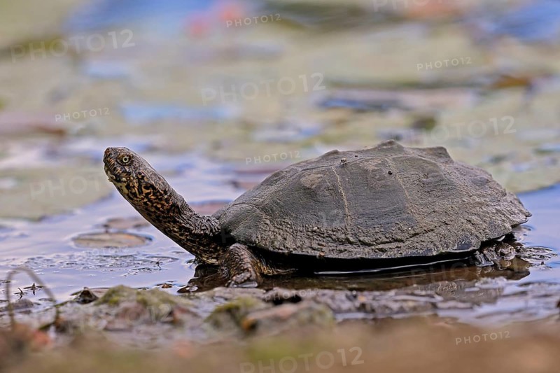 Pan Hinged Terrapin (Pelusios subniger), adult, in water, Kruger, Kruger National Park, South Africa
