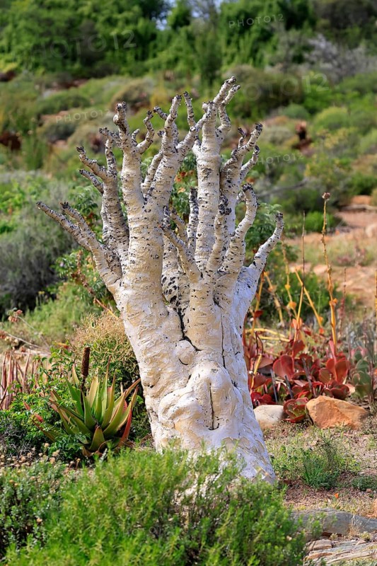 Cyphostemma juttae, plant, succulent, Karoo Desert Botanic Garden, Worcester, Western Cape, South Africa