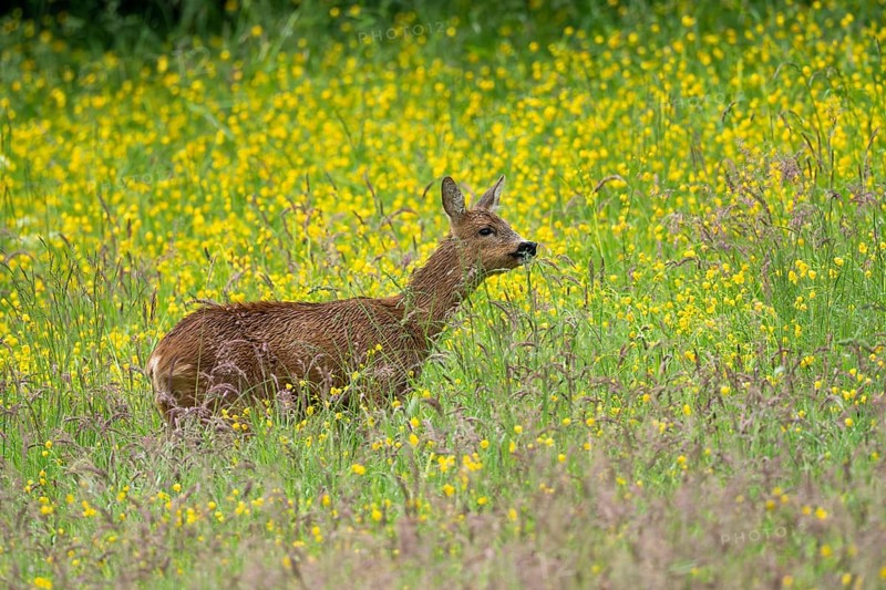 Roe deer (Capreolus capreolus), female, Vulkaneifel, Rhineland-Palatinate, Germany