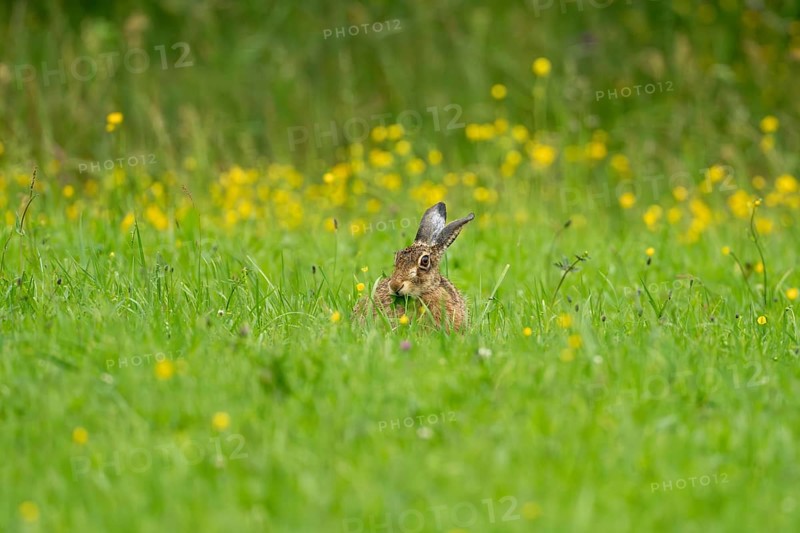 European hare (Lepus europaeus), Vulkaneifel, Rhineland-Palatinate, Germany
