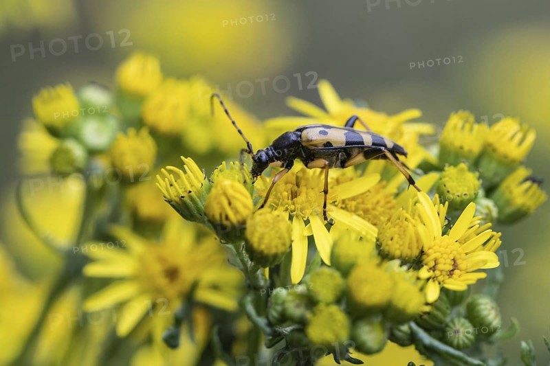 Spotted longhorn (Leptura maculata) on common ragwort (Senecio jacobaea), Emsland, Lower Saxony, Germany