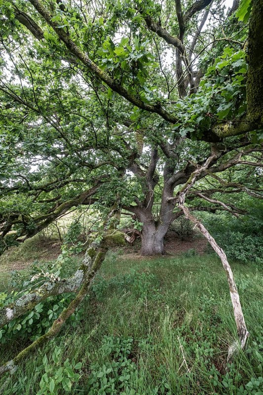 English oak (Quercus robur) in the Hutewald forest, Emsland, Lower Saxony, Germany
