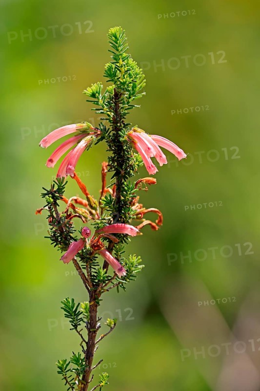 Erica glandulosa, flower, flowering, Kirstenbosch Botanical Gardens, Cape Town, South Africa