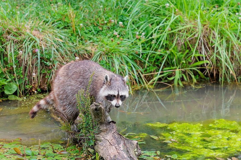 An adult raccoon (Procyon lotor) crosses the shallow water of a stream on a broken branch of a tree