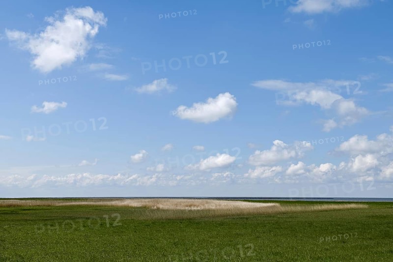 Salt marshes on the North Sea, North Sea coast, dyke foreland between Duhnen, Sahlenburg and Arensch, valuable nature reserve, important bird breeding area, bird sanctuary, habitat of numerous endangered coastal plants, Wadden Sea of Lower Saxony, Northern Germany, Cuxhaven, Duhnen, Sahlenburg, Lower Saxony, Germany, Western Europe