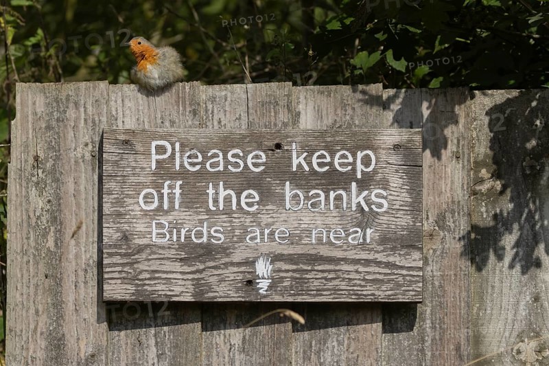 European robin (Erithacus rubecula) adult bird on a sign at a wildlife trust site, Lackford Lakes nature reserve, Suffolk, England, United Kingdom