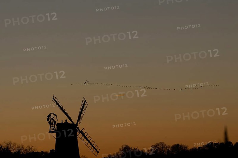Windmill silhouette at sunset with a red sky and a skein or flock of Pink-footed geese (Anser brachyrhynchus) birds flying above, Cley-next-to-the-sea, Norfolk, England, United Kingdom