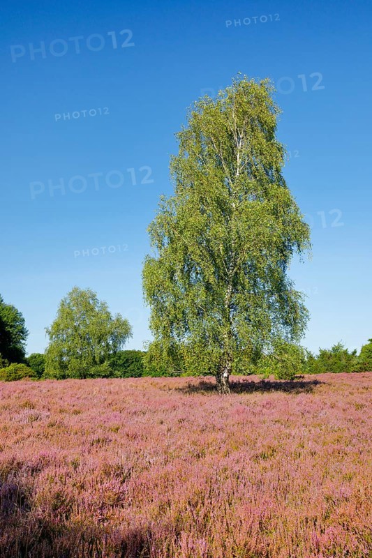 Large birch tree in the blooming Lüneburg Heath, Lower Saxony, Germany